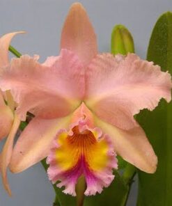 BLC. GEORGE KING X PASTEL QUEEN MUDA