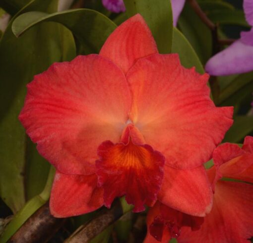 BLC. GOLDENZELLE X POT. ELAINE TAYLOR - CORTE ADULTO
