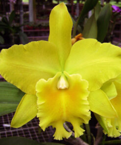BLC. GORGEOUS GOLD POKAI MUDA 10 A 15 CM