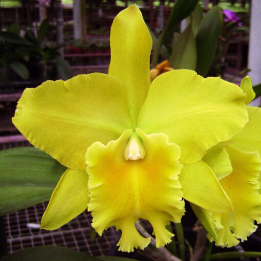 BLC. GORGEOUS GOLD POKAI MUDA 10 A 15 CM