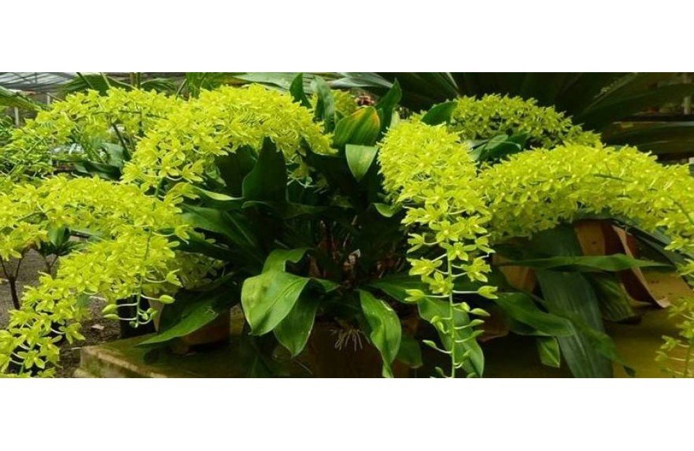 GRAMMATOPHYLLUM ADULTA