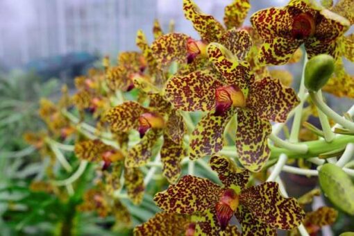 GRAMMATOPHYLLUM  SPECIOSUM NBS - Imagem 2