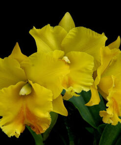 BLC. HAADYAI DELIGHT ADULTA