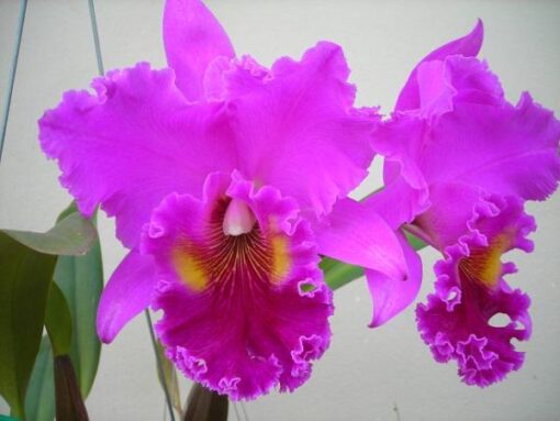 LC HERON X CRISPIS ROSALIS  PRÉ - CORTE ADULTO