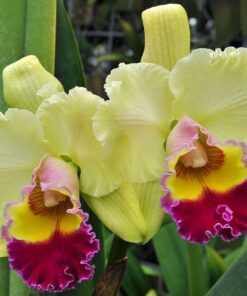BLC. GOLDENZELLE HIGH MOON - CORTE ADULTO