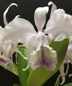 LC. HOLDENII COERULEA X LC. ELEGANS COERULEA ADULTA