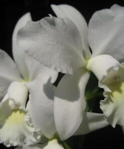 C. JULIA WHITE MUDA