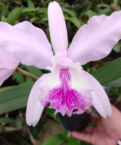 INTERMEDIA X LUEDEMANIANA ADULTA