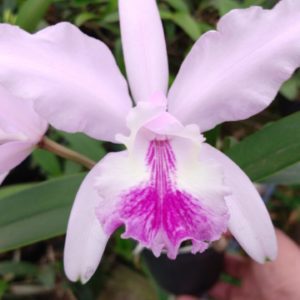 INTERMEDIA X LUEDEMANIANA ADULTA