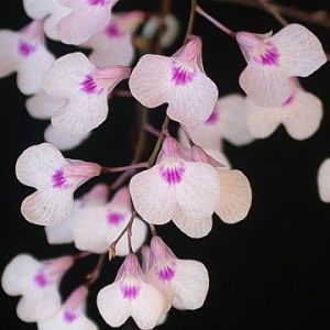 IONOPSIS UNTRICULARIOIDES ADULTA