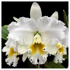 C. JULIA WHITE  PRÉ ADULTA