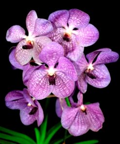 VANDA KULTANA TWO TONE X V. COERULEA MUDA