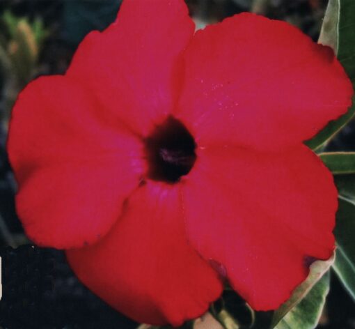 ROSA DO DESERTO - L4