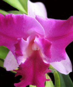LC. HAUSERMANN'S FIREWINGS ' - CORTE ADULTO