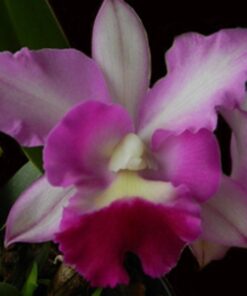 C. PENNY KURODA `SPORTS´ X POT ELEGANT DANCE ROUGE ADULTA