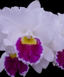 LC MILDRED RIVES "ORCHIDLIBRARY" X LC. MIKKIE NAGATA "ORCHIDLIBRARY" ADULTA