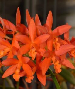 TROPICAL SUNSET x LC. TRICK OR TREAT 'ORANGE MAGIC' - CORTE ADULTO