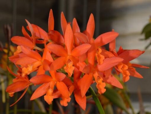 TROPICAL SUNSET x LC. TRICK OR TREAT 'ORANGE MAGIC' ADULTA