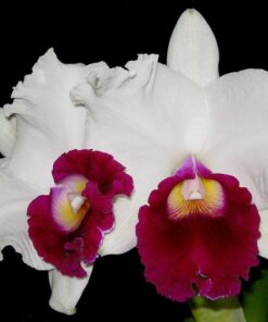LC. MELODY FAIR `MISHIMA´ ADULTA