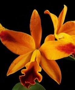 LC. FIRE DANCE BLANCHE
