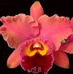 BLC. LINDA DONNA MACHADO ADULTA