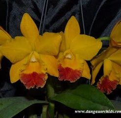 POT. LUNA JAUNE X GOLDENZELLE ADULTA