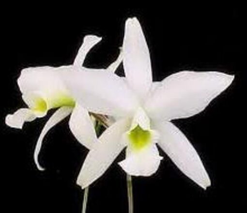 LAELIA ANCEPS ALBA ADULTA