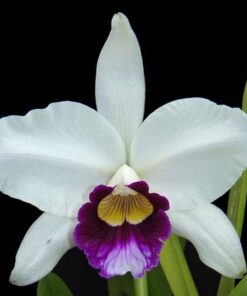 LAELIA PURPURATA ADULTA