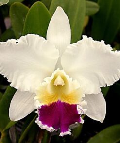 NIPPON LIVINZA X RUTH GEE CARMELA - CORTE ADULTO