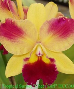 LC. TROPICAL SUNSET SHEER GIRL ADULTA