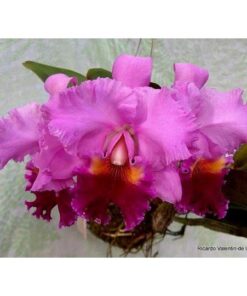 BLC. ROSE WHISPER 'SUISEI' X DRUMBEAT HERITAGE - CORTE ADULTO