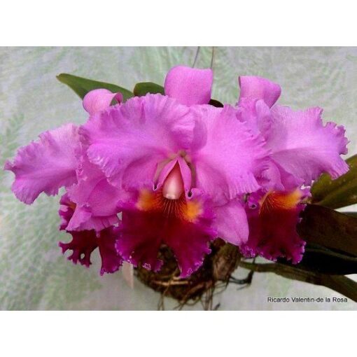 BLC. ROSE WHISPER 'SUISEI' X DRUMBEAT HERITAGE ADULTA
