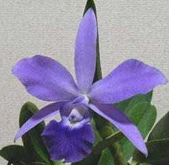 LC. ALOHA CASE COERULEA ADULTA