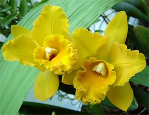 BLC MAKAHA GOLD CARMELA X TENEBROSA  PRÉ ADULTA
