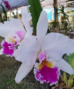LC. MIKKIE NAGATA X C. SONIA ALTEMBURG ADULTA