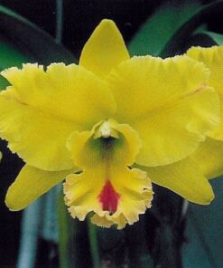 BLC. PATTAYA GOLD X MAGIC MEADON ADULTA