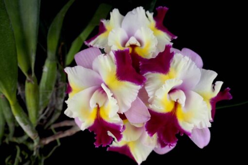 BLC. MARY SONG X DELTA KING - CORTE ADULTO