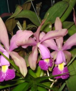 LC. MEMORIA FUMI HANAJIMA X BLC. AMAZON BOUQUET ADULTA