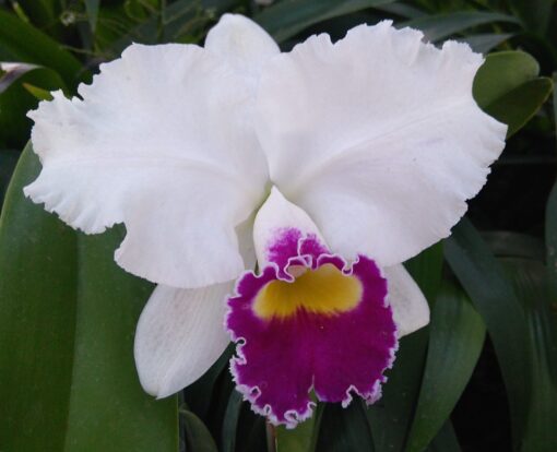 BLC. MISHIMA FLASH - ORCHIDGLADES CRESCENT X LC. MELODY FAIR CAROL - CORTE ADULTO