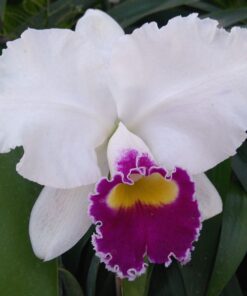 BLC. MISHIMA FLASH - ORCHIDGLADES CRESCENT X LC. MELODY FAIR CAROL ADULTA