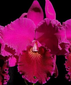 BLC. NORMAN´S  PRÉPHESY "MONTCLAIR" - CORTE ADULTO