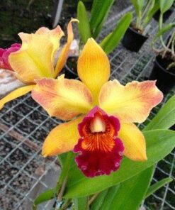 BLC. MARY ELLEN CARTER X DIXIE HUMMINGBIRD ADULTA