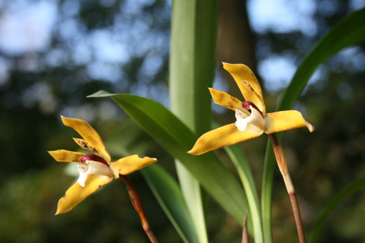 MAXILLARIA UBATUBANA ADULTA