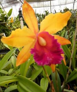 POT YELLOW GLORY SUNSET   PRÉ ADULTA