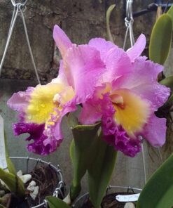BLC. NAKORNCHAISRI PINK MUDA 10 A 15 CM