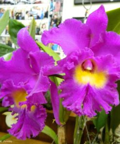 BLC. NAN CHANG SILK X BLC. SANYANG RUBY ADULTA