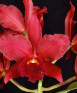JOAO ANTONIO NICOLE X NOBILE BRUNO BIG RED MUDA