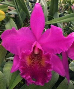 BLC. NORMAN BAY X ERIN KOBAYASHI ADULTA