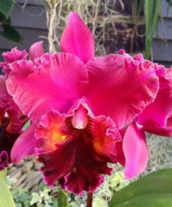 BLC. OCONEE X BLC. NAN CHANG ADULTA