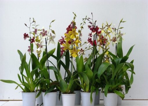 MIX ONCIDIUM ADULTO - 10 UNIDADES